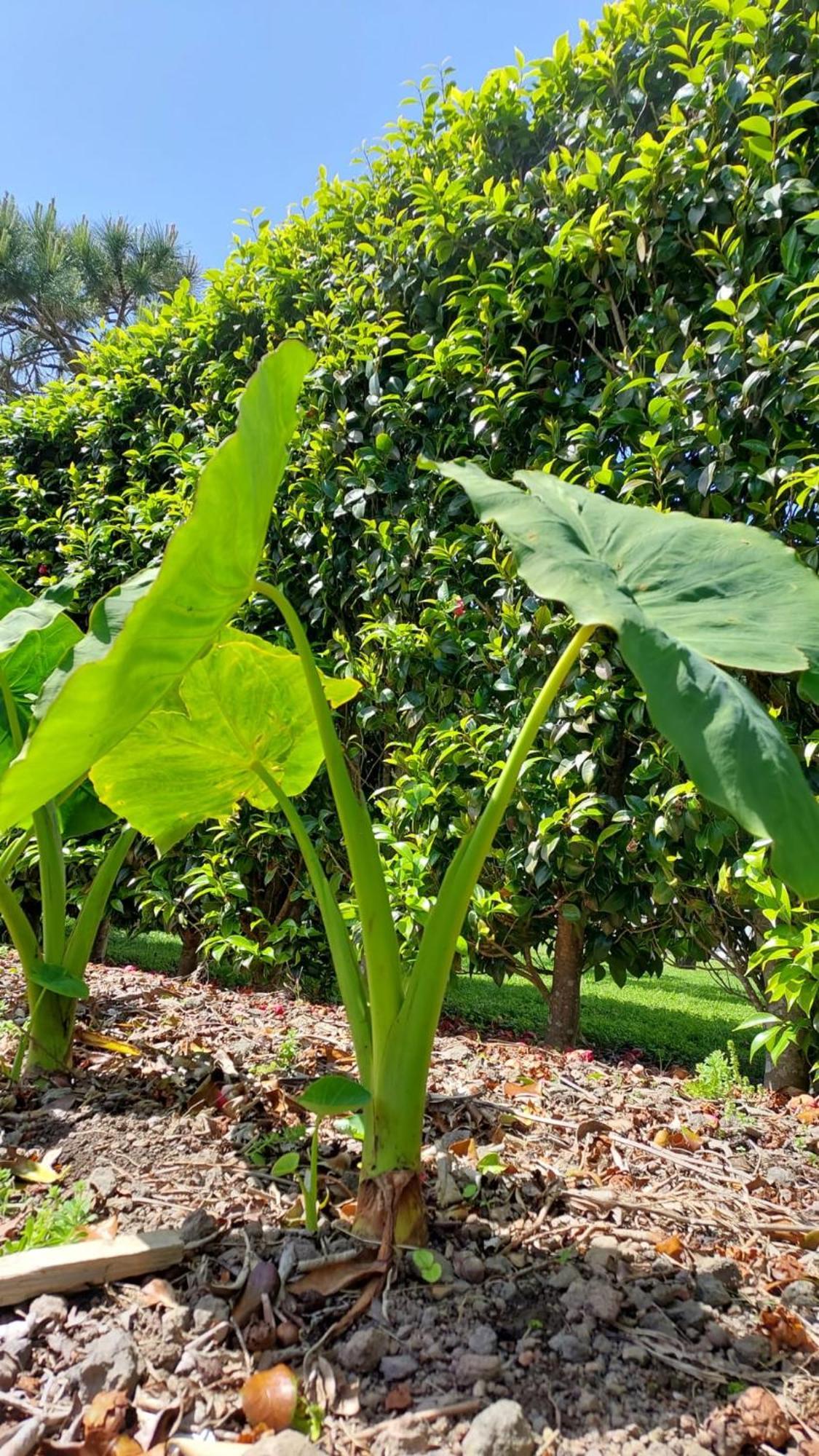 Retiro Das Camelias 1 Lajes das Flores Bagian luar foto
