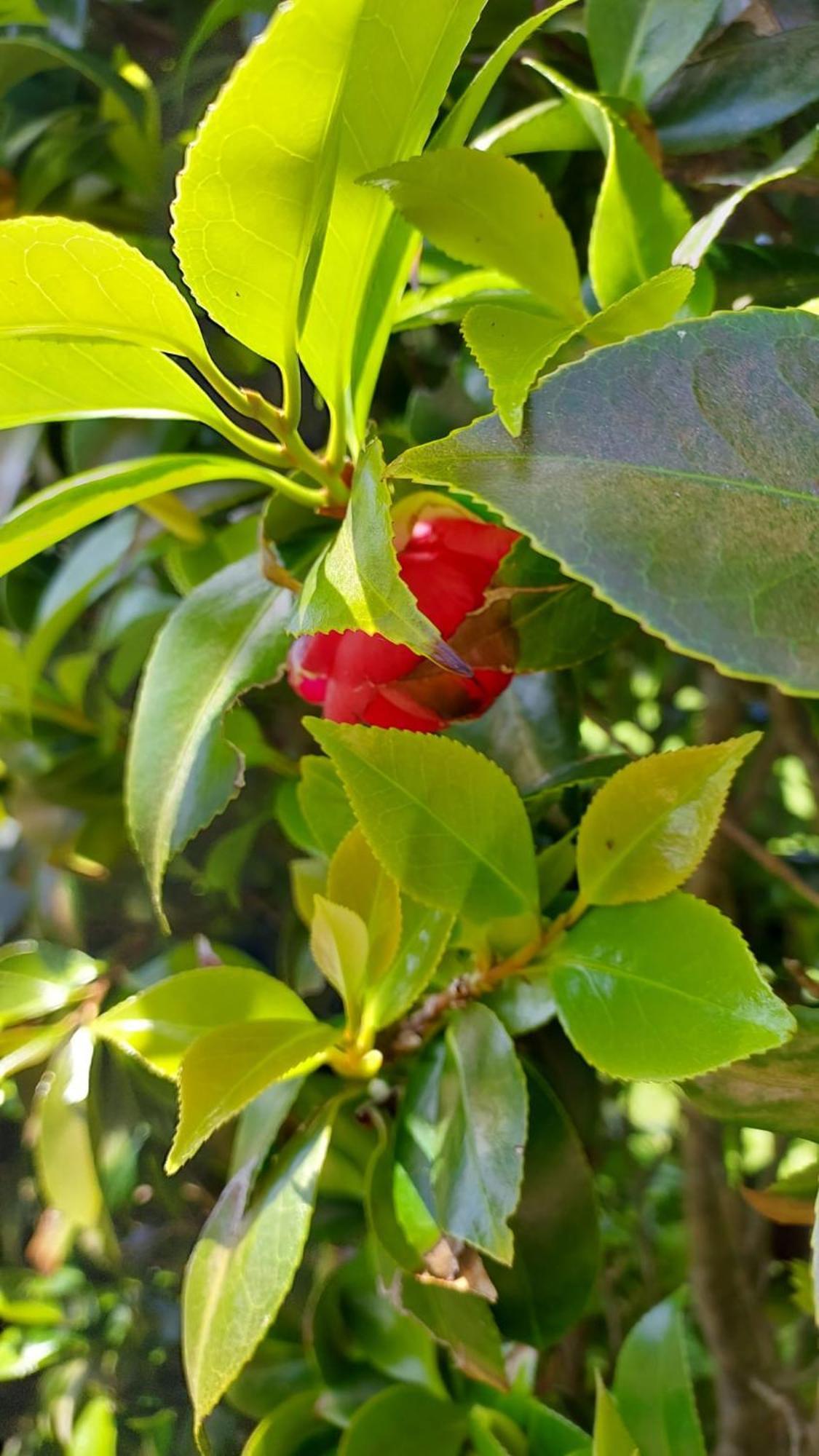 Retiro Das Camelias 1 Lajes das Flores Bagian luar foto