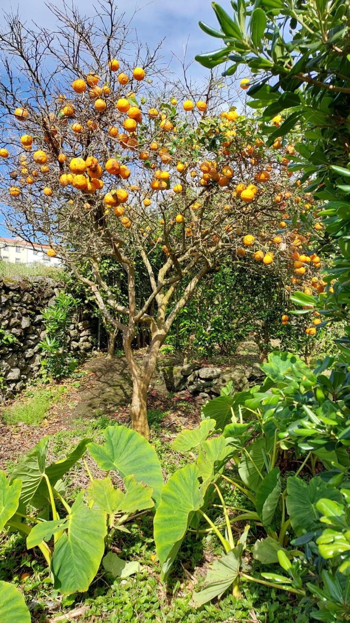 Retiro Das Camelias 1 Lajes das Flores Bagian luar foto