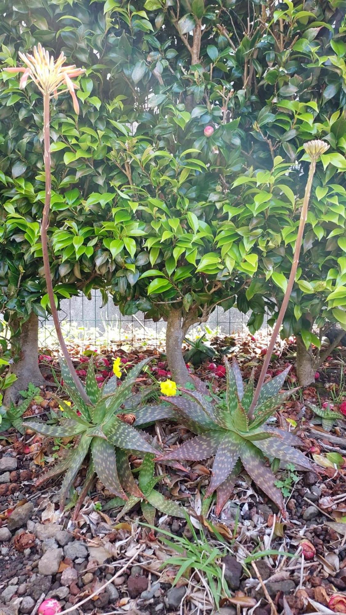 Retiro Das Camelias 1 Lajes das Flores Bagian luar foto